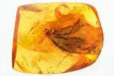 Huge and Detailed Fossil Hairy Flower In Baltic Amber #362679-1